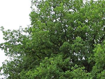 Den ganzen Sommer über ist die Eiche am Schulgelände Untersteinbach schon abgesperrt, weil inzwischen die zweite Generation Eichenprozessionsspinner den Baum besiedelt. Am Freitag wurde erneut abgesaugt.