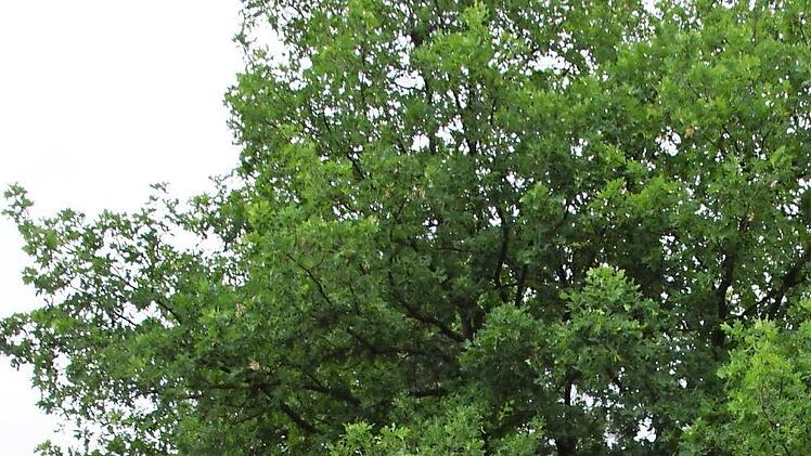 Den ganzen Sommer über ist die Eiche am Schulgelände Untersteinbach schon abgesperrt, weil inzwischen die zweite Generation Eichenprozessionsspinner den Baum besiedelt. Am Freitag wurde erneut abgesaugt.