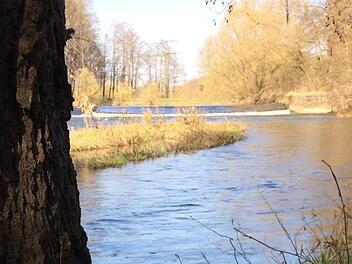 Hier wurden Ende März am Main in Michelau Fische von der künftigen Betreibergesellschaft des Ökostromwerks eingesetzt. Foto: Wertschmied-Group