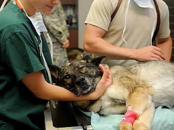 Tierheim Nürnberg verweist auf bevorstehende Änderung - teils "drastische Erhöhungen" für Tierhalter