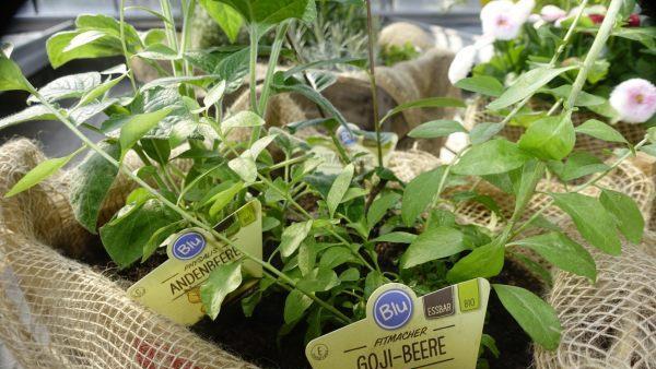 Goji-Beere, Physalis & Co. - Diese Beeren sind dekorative Vitaminbomben auch für den Balkon. Foto: inFranken.de