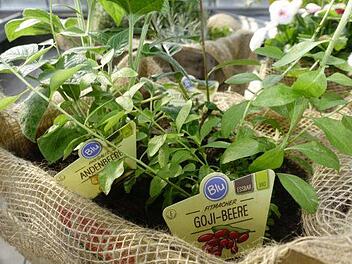 Goji-Beere, Physalis & Co. - Diese Beeren sind dekorative Vitaminbomben auch für den Balkon. Foto: inFranken.de
