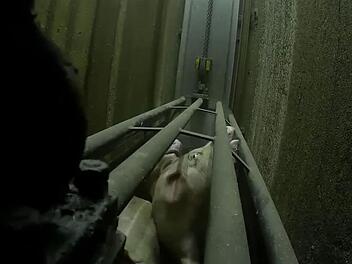 Schlachthof Kulmbach: Video zeigt verst&ouml;rende Bilder der Schweinebet&auml;ubung - "Gewalt und Qual"
