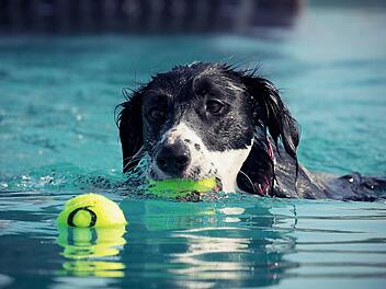 Bamberg: Weniger Freibadbesucher als üblich - Saison-Abschluss mit Hunde-Badetag