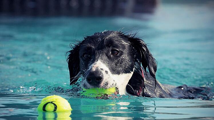 Bamberg: Weniger Freibadbesucher als üblich - Saison-Abschluss mit Hunde-Badetag