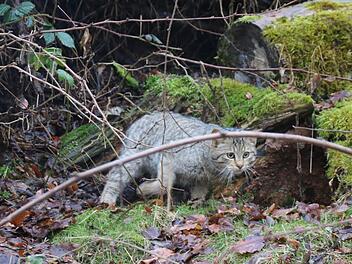 Schnappschuss: Eine der beiden neuen Wildkatzen erkundet hier das Gehege im Wild-Park Klaushof. Es ist rund 1000 Quadratmeter groß und bietet ausreichend Rückzugsmöglichkeiten. Foto: Kathrin Kupka-Hahn