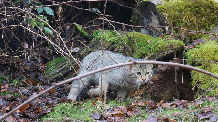 Schnappschuss: Eine der beiden neuen Wildkatzen erkundet hier das Gehege im Wild-Park Klaushof. Es ist rund 1000 Quadratmeter groß und bietet ausreichend Rückzugsmöglichkeiten. Foto: Kathrin Kupka-Hahn