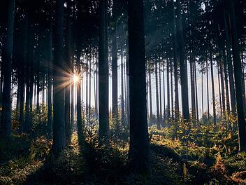 Symbolbild: Sonnenschein, Wald