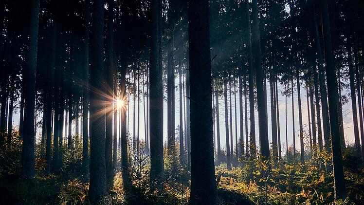 Symbolbild: Sonnenschein, Wald