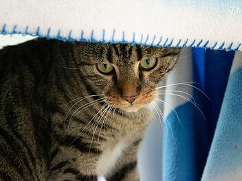 Tierheim Nürnberg: Kater Schiller als angebliches Fundtier abgegeben - doch niemand vermisst ihn