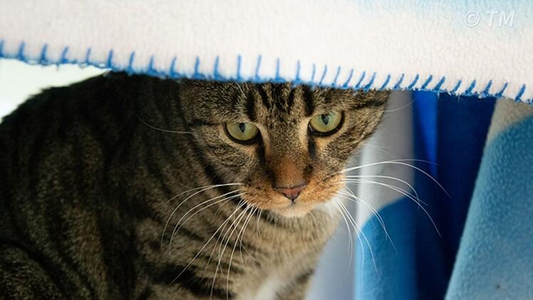 Tierheim Nürnberg: Kater Schiller als angebliches Fundtier abgegeben - doch niemand vermisst ihn