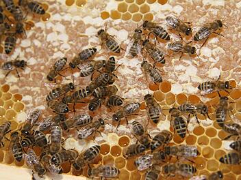 Die flächendeckende Untersuchung von Futterkranzproben soll in Bienenstöcken im Landkreis Kulmbach eine Ausbreitung der amerikanischen Faulbrut verhindern.Sonny Adam