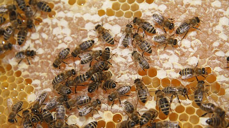 Die flächendeckende Untersuchung von Futterkranzproben soll in Bienenstöcken im Landkreis Kulmbach eine Ausbreitung der amerikanischen Faulbrut verhindern.Sonny Adam