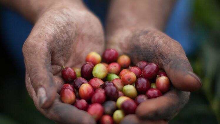 Fairtrade - das heißt zum Beispiel gerechte Löhne für die Arbeiter auf Kaffeeplantagen. Symbolfoto: Sean Hawkey