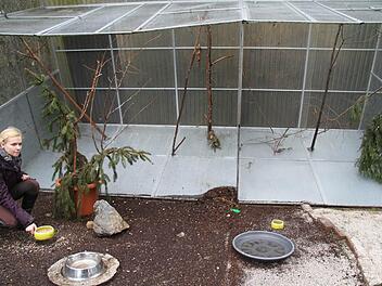 Eine große Stahlvoliere ist in der Wildtierauffangstation in Stadtsteinach von einer Windböe erfasst und angehoben worden. In vier Abteilungen saßen 18 Tiere - nur wenige konnten gerettet werden. Tatjana Friedlein begutachtet den Schaden. Fotos: Sonja Adam