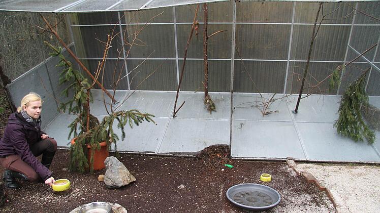 Eine große Stahlvoliere ist in der Wildtierauffangstation in Stadtsteinach von einer Windböe erfasst und angehoben worden. In vier Abteilungen saßen 18 Tiere - nur wenige konnten gerettet werden. Tatjana Friedlein begutachtet den Schaden. Fotos: Sonja Adam