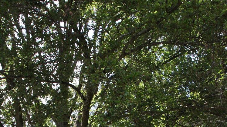 Auch in Erhalt und Weiterentwicklung des Schlossparks fließt viel Geld: insgesamt 650.000 Euro. Foto: Ulrike Müller