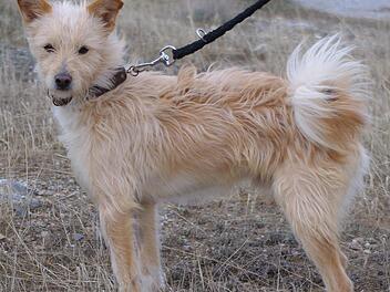 Jonas ist ein junger kleiner Mischlingsr&uuml;de. Er ist liebevoll, aufgeschlossen und nicht dominant. Jetzt braucht er dringend ein gutes Zuhause.