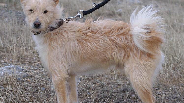 Jonas ist ein junger kleiner Mischlingsr&uuml;de. Er ist liebevoll, aufgeschlossen und nicht dominant. Jetzt braucht er dringend ein gutes Zuhause.
