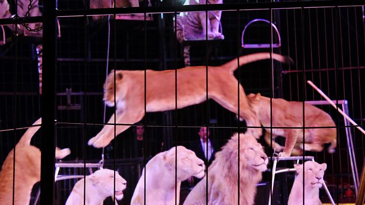 Insgesamt 22 Raubtiere waren in der Manege. Foto: Werner Vogel