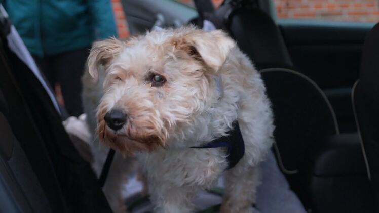 Der f&uuml;nfj&auml;hrige Pudel-Terrier-Mix wurde in Rum&auml;nien zerbissen aufgefunden.