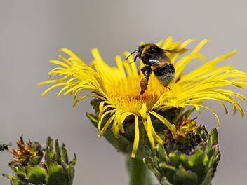 Eine Hummel im Landeanflug.