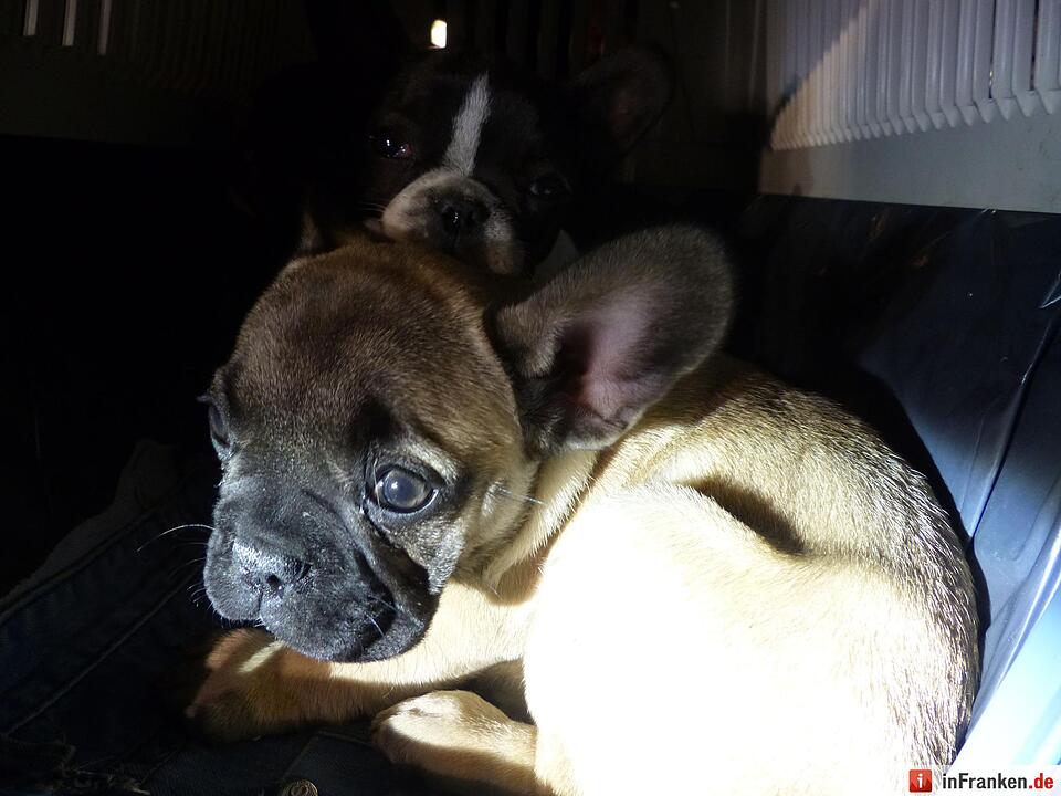 Polizei rettet Hundewelpen bei Erlangen