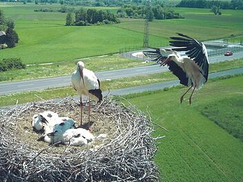 Ein Altvogel  im Anflug, er bringt Futter. Der zweite Altvogel beaufsichtigt die Brut im Horst - so wohnt es sich bei den Melkendorfer Störchen. Im Hintergrund sieht man  Rotmaintal und Umgehungsstraße. Foto: Udo Schneider