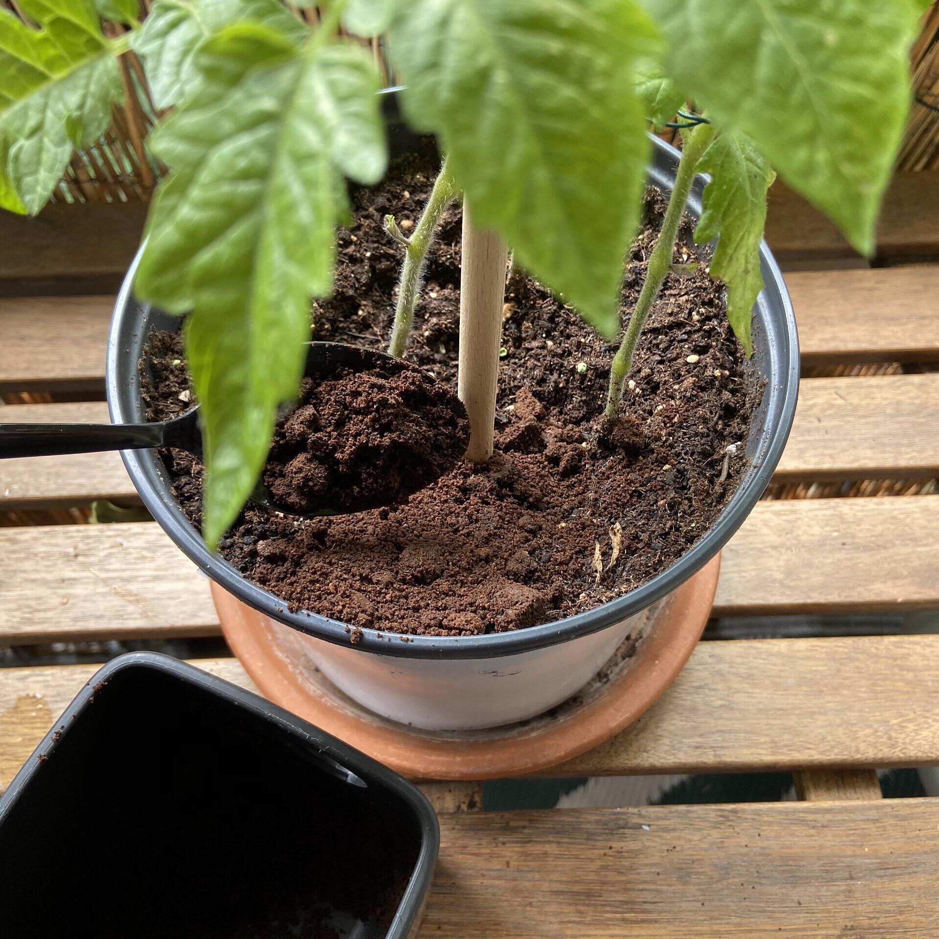 natürlicher dünger palmen ProviPlant Palmen-Dünger: Für Palmen und Palmenartige (Arecales) main image 1