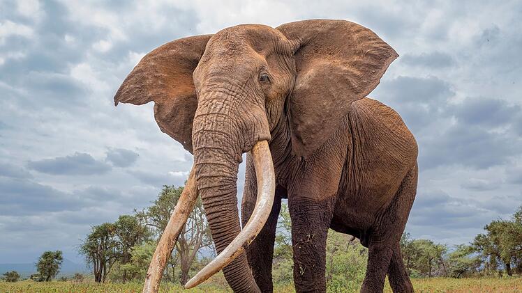 Nicht nur Heerf&uuml;hrer Hannibal setzte auf die Kraft und Abschreckungswirkung von Kampf-Elefanten.