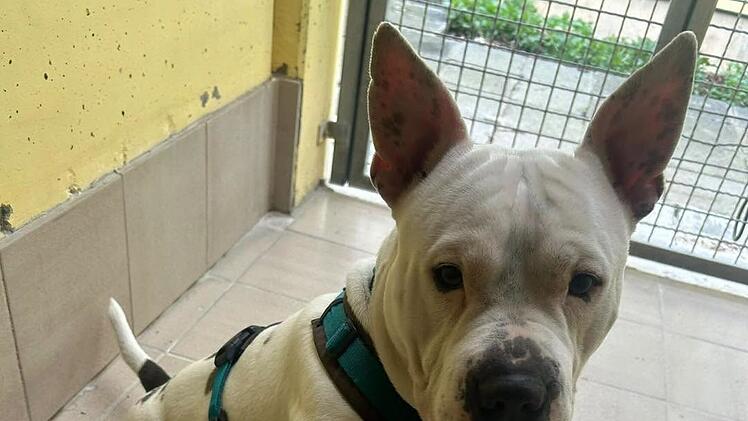Tierheim N&uuml;rnberg: Deutschlandweiter Aufruf f&uuml;r besonderen Hund