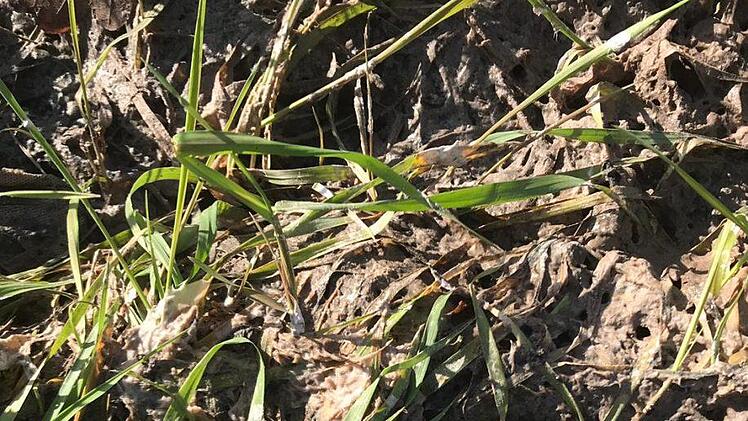 Foto: Carmen Schwind