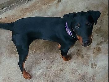 Tierheim Bayreuth: Jagdterrier auf Straße gefunden - "Der Zwinger ist nichts für ihn"