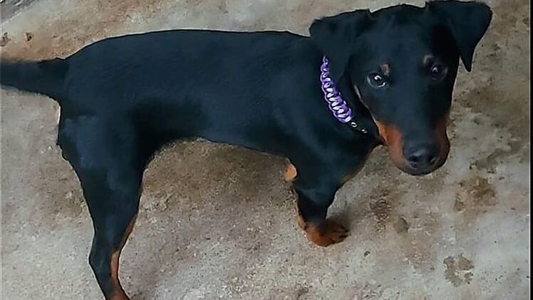 Tierheim Bayreuth: Jagdterrier auf Straße gefunden - "Der Zwinger ist nichts für ihn"