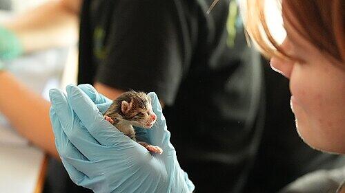 Tierheim Feucht: Acht Katzenbabys in Container gefunden