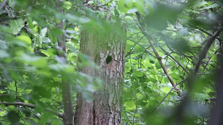 Das Spechtloch befindet sich in zweieinhalb Metern Höhe.  Foto: Friedwald Schedel