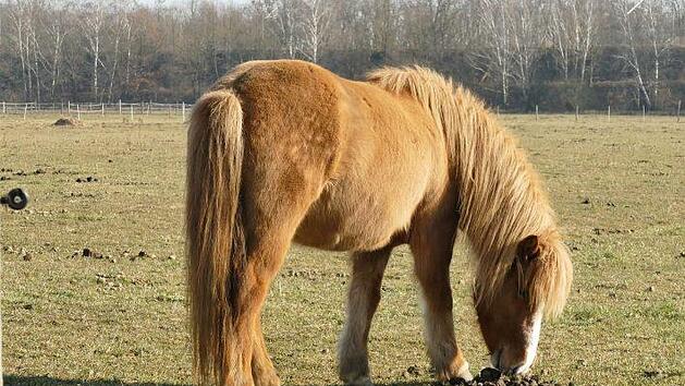 Eine Island-Stute haben Tierqu&auml;ler bei Kitzingen mit einem messer&auml;hnlichen Gegenstand verletzt. Jetzt bietet die Tierschutzorganisation PETA Geld, um den T&auml;ter zu finden. Symbolfoto: omaratzi964/pixabay.com