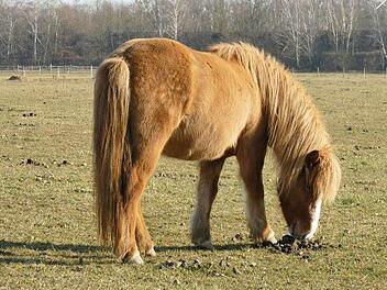 Eine Island-Stute haben Tierquäler bei Kitzingen mit einem messerähnlichen Gegenstand verletzt. Jetzt bietet die Tierschutzorganisation PETA Geld, um den Täter zu finden. Symbolfoto: omaratzi964/pixabay.com