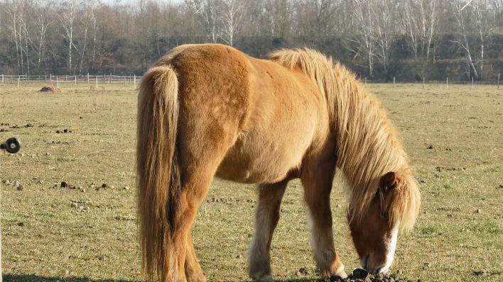 Eine Island-Stute haben Tierquäler bei Kitzingen mit einem messerähnlichen Gegenstand verletzt. Jetzt bietet die Tierschutzorganisation PETA Geld, um den Täter zu finden. Symbolfoto: omaratzi964/pixabay.com