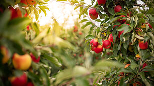 Ripe apples on a tree, Thuringia, Germany