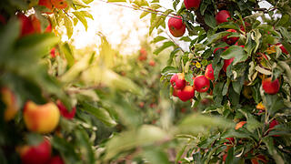 Ripe apples on a tree, Thuringia, Germany