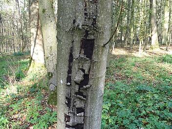 Ru&szlig;rindenkrankheit zerst&ouml;rt fr&auml;nkische Ahornb&auml;ume