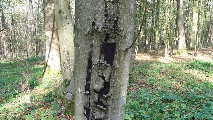 Rußrindenkrankheit zerstört fränkische Ahornbäume