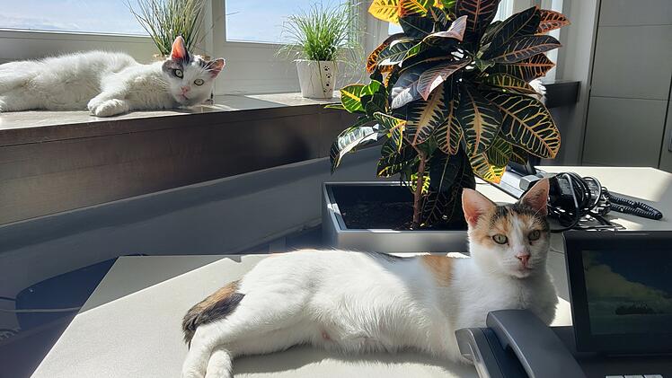 Tierheim Hof vermittelt Katzen in Großraumbüro