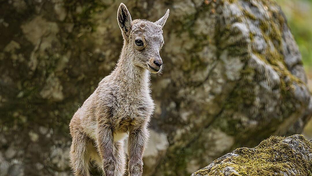 Wildpark Hundshaupten