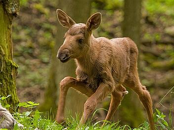 Elchbaby in Hundshaupten. Foto: Wildpark Hundshaupten