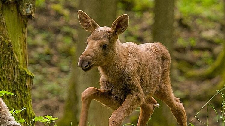 Elchbaby in Hundshaupten. Foto: Wildpark Hundshaupten