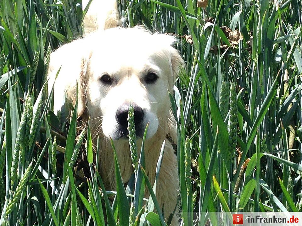 Auf den Hund gekommen: Die schönsten fränkischen Hunde unserer Nutzer