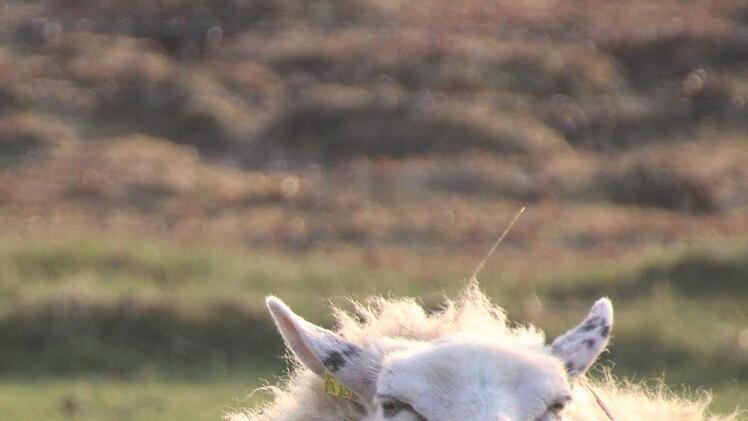 Hallig-Impressionen. Diana Fuchs