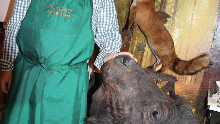 Christian Langewender mit seinen beiden jüngsten Präparaten, ein Fuchs und das Kopf-Schulter-Präparat eines Kaffernbüffel.